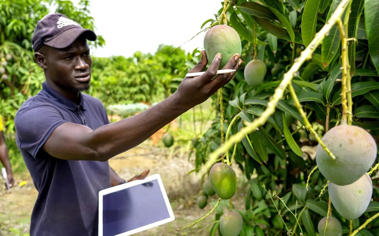 An agronomist inspecting mangoes on the tree while holding a tablet