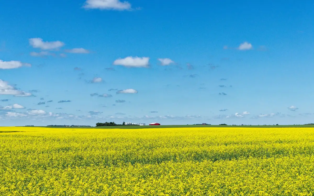 A canola field in full bloom under a prairie sky in Saskatchewan, Canada
