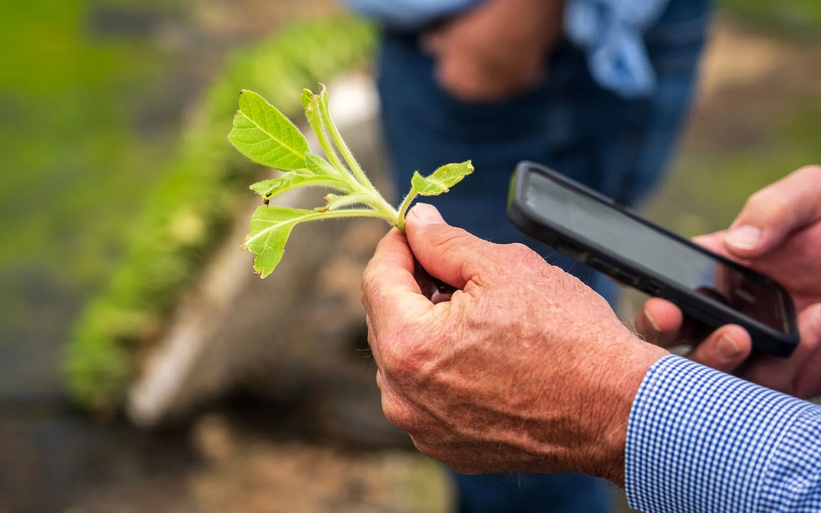 A farmer holding a young plant in one hand and a smartphone in the other