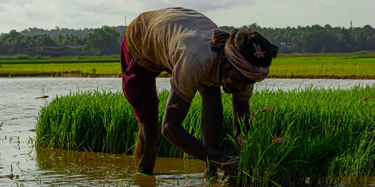 A farmer transplanting rice seedlings by hand in a flooded paddy field in India