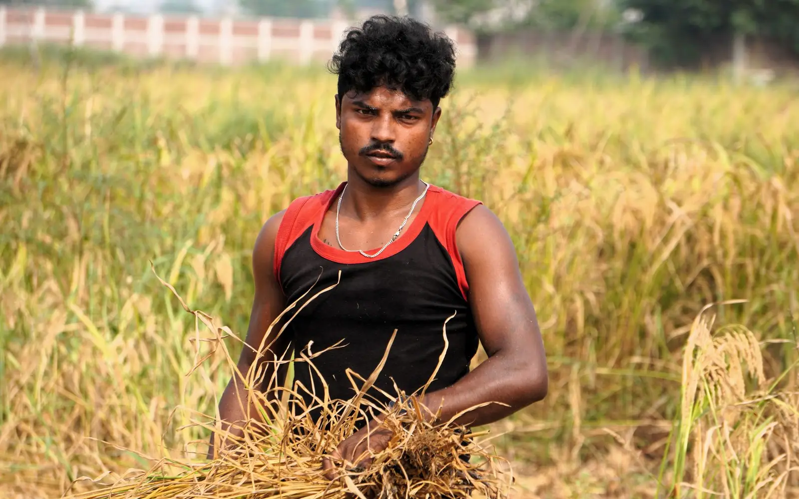 A young farmer harvesting rice by hand in a paddy field in Patna, Bihar